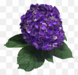 Amethyst Hydrangea Dark Purple Bunch - Artificial Flower Png,Hydrangea Png