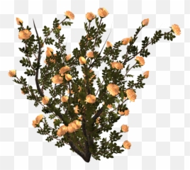 Png - Trendy plants Flowers Plant aesthetic Png Aesthetic