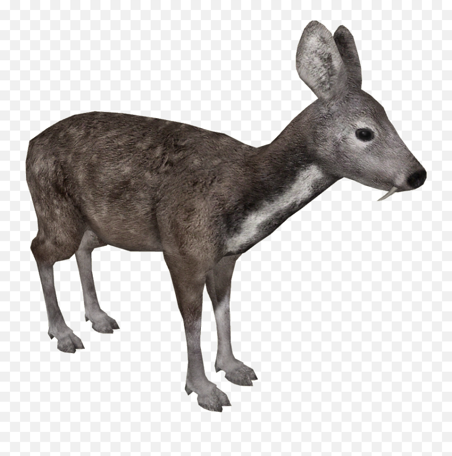 Download Siberian Musk Deer - Zoo Tycoon Japanese Serow Siberian Musk Deer Png,Deer Transparent Background