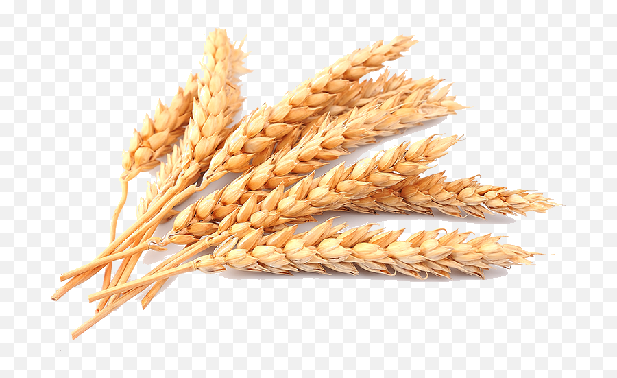 Grain Wheat Images Png Transparent - Wheat Png,Grain Png