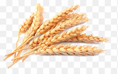 Grain Wheat Images Png Transparent