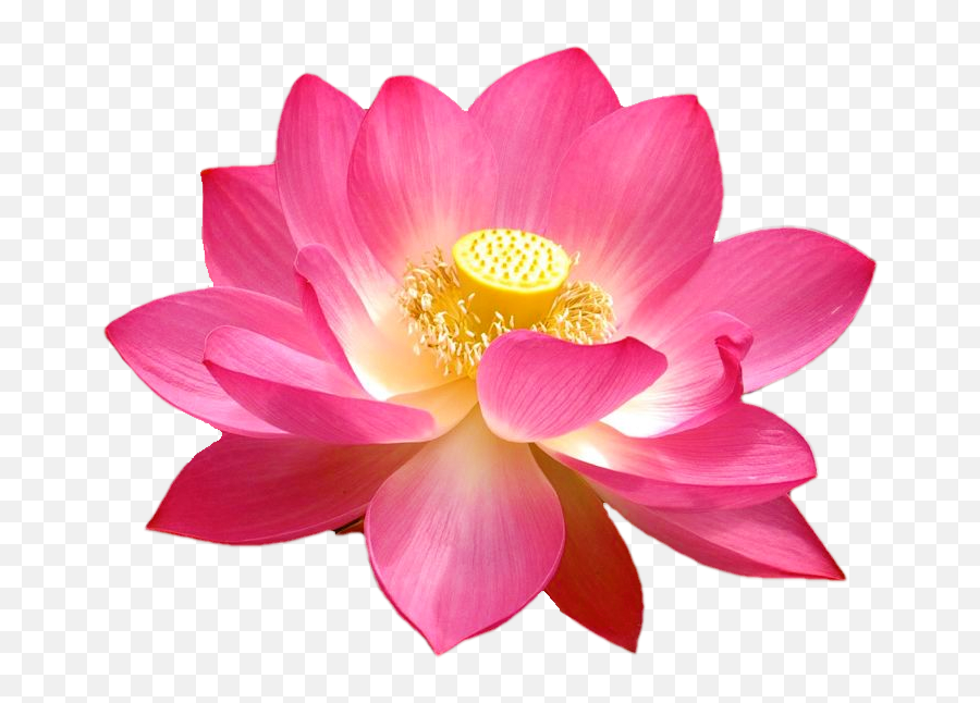 Aquatic Plants - Lotus Flower Png Hd,Lotus Transparent
