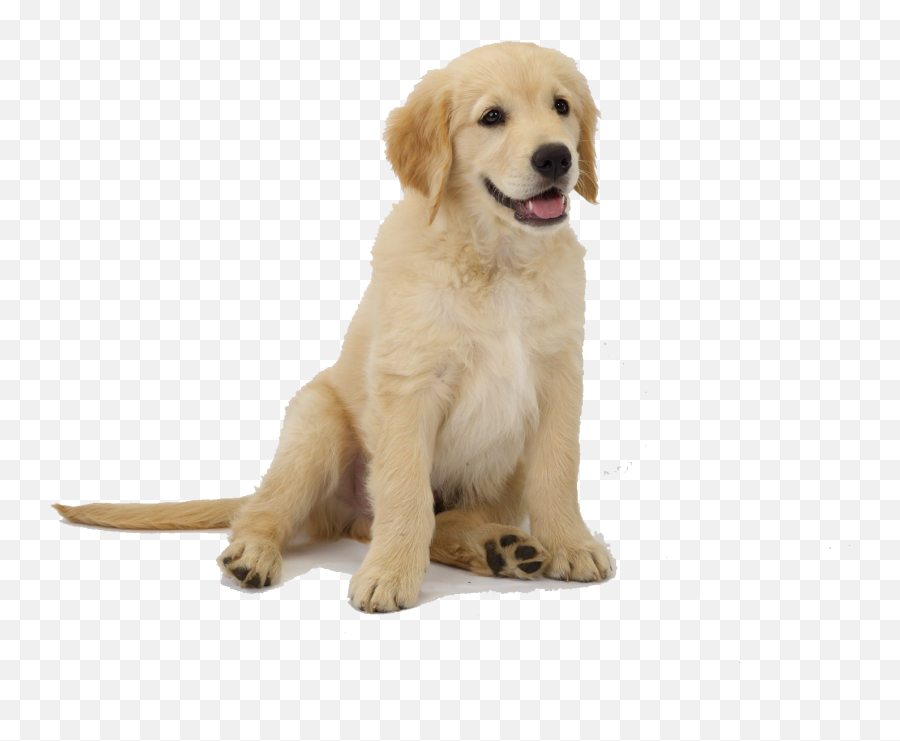 Labrador Retriever Puppy Clip Art - Puppy Golden Retriever Png,Puppy Png