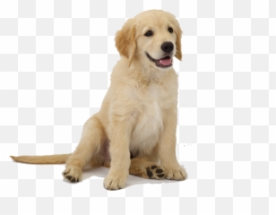 Labrador Retriever Puppy Clip Art - Puppy Golden Retriever Png,Puppy Png