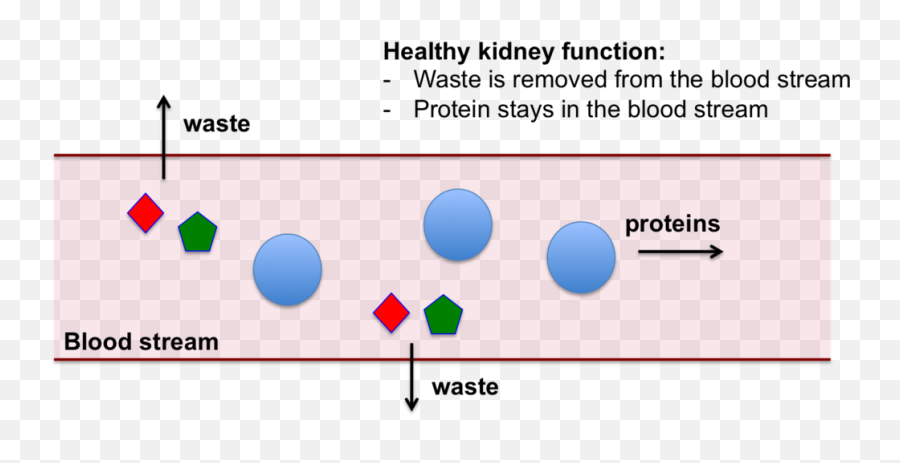 High Protein Diet - Harmful To The Kidneys U2014 Sciencestrength Png,Kidney Png