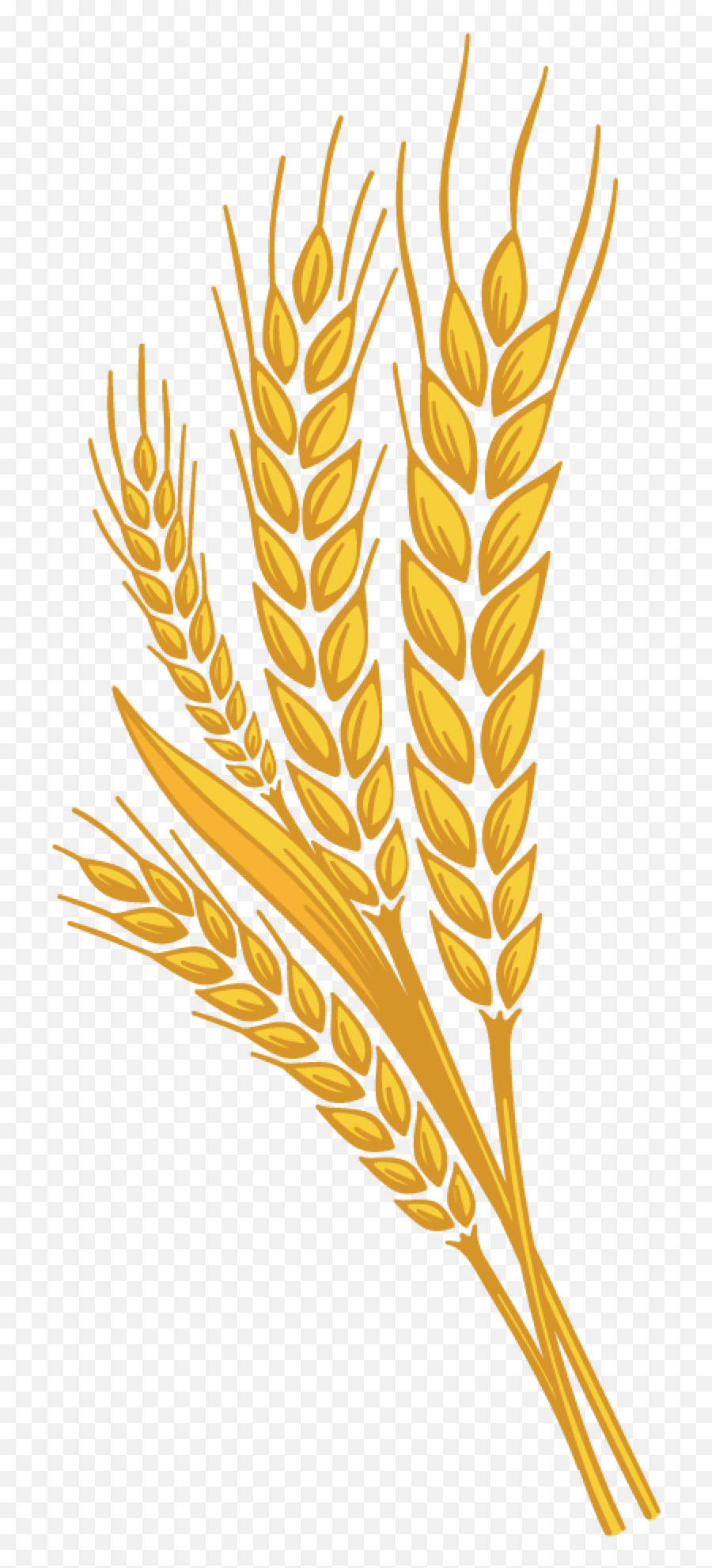Pin - Transparent Background Wheat Clipart Png,Grains Png