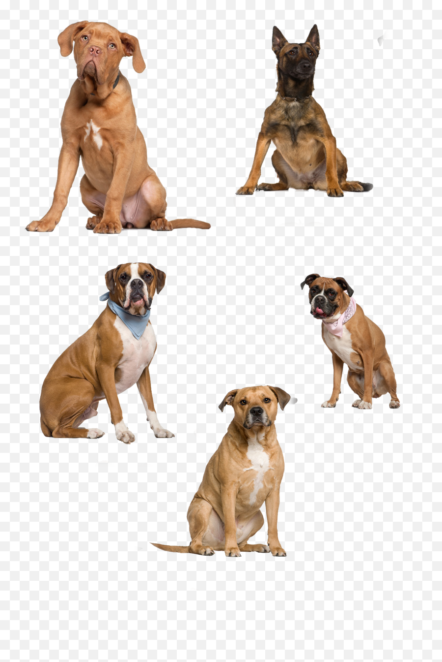 Dog Icon - Dogs Png Download 28944093 Free Transparent Dogo De Burdeos 5 Meses,Dog Icon Png