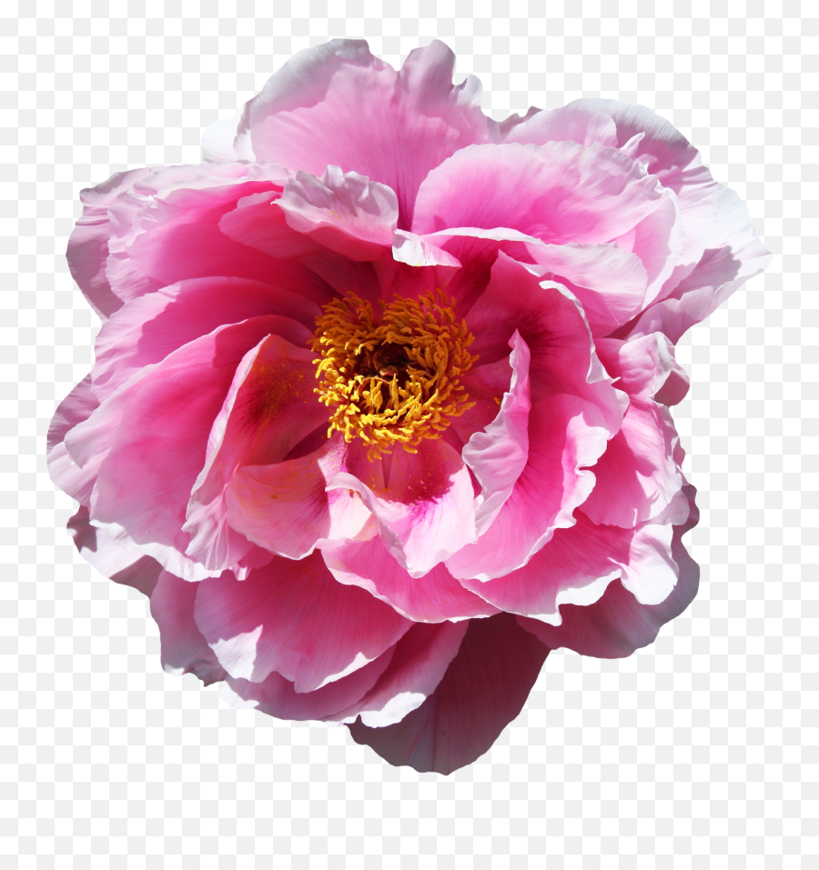 Rose Flower Png Transparent Image - Real Peony Transparent,Flowers Png Transparent