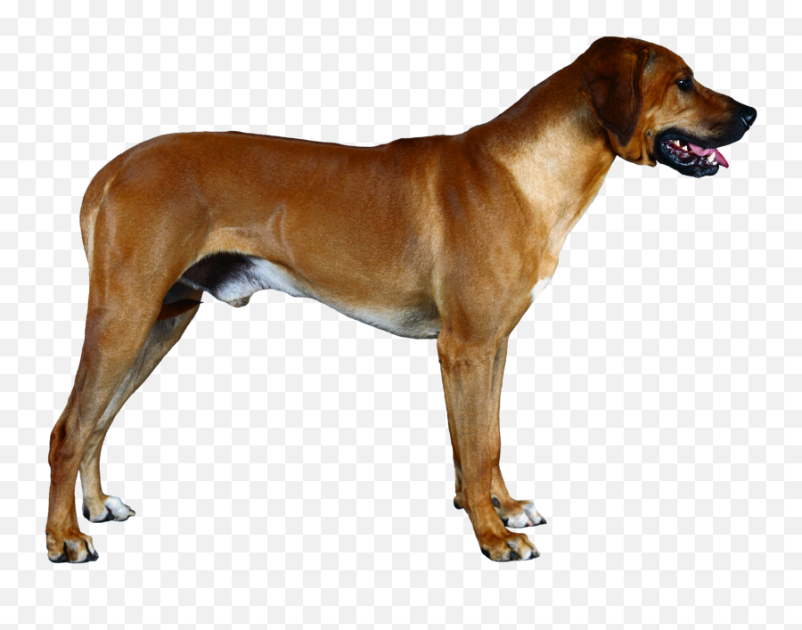 Dog Png Image Dogs Puppy Pictures Free Download - Rhodesian Ridgeback Png,Dogs Png