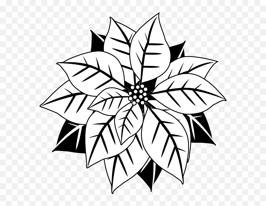 Poinsettia Christmas Star A Important Symbol - Christmas Flower Clipart Black And White Png,Poinsettia Icon