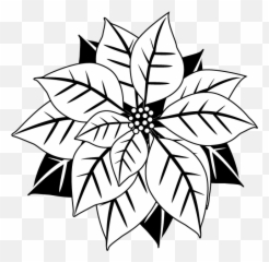 Poinsettia Christmas Star A Important Symbol - Christmas Flower Clipart Black And White Png,Poinsettia Icon