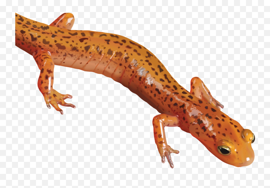 Download Free Salamander Clipart Icon Favicon Freepngimg - Salamander Clipart Png,Salamander Icon