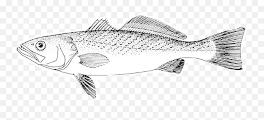 Eat Like A Fish Citizen Scientist Access U2014 Eating With The - Cod Fish Line Drawings Png,Fish Swimming Png