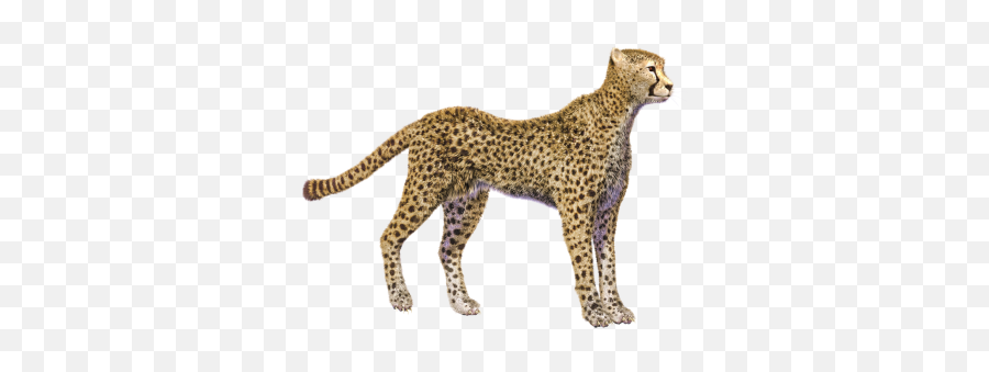 Cheetah Print Photos - 17593 Transparentpng Cheetah Transparent Png,Cheetah Print Png