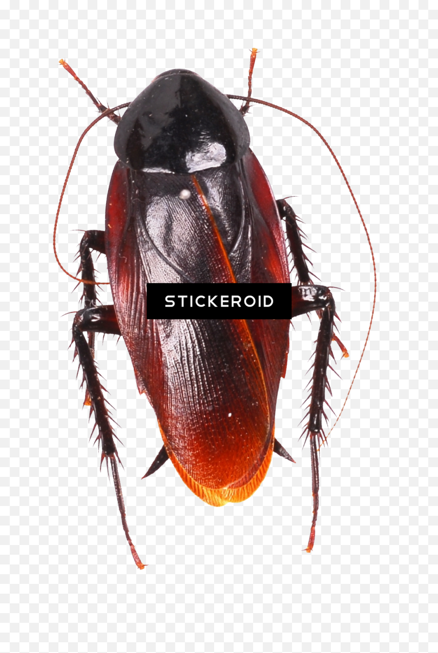 Cockroach Moving Animation Png Image Roach