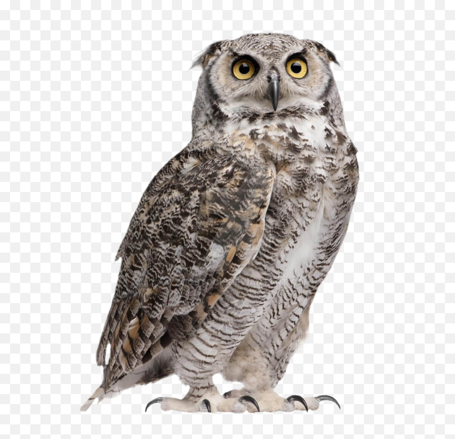 Hd Owl - Great Horned Owl Png,Owl Transparent