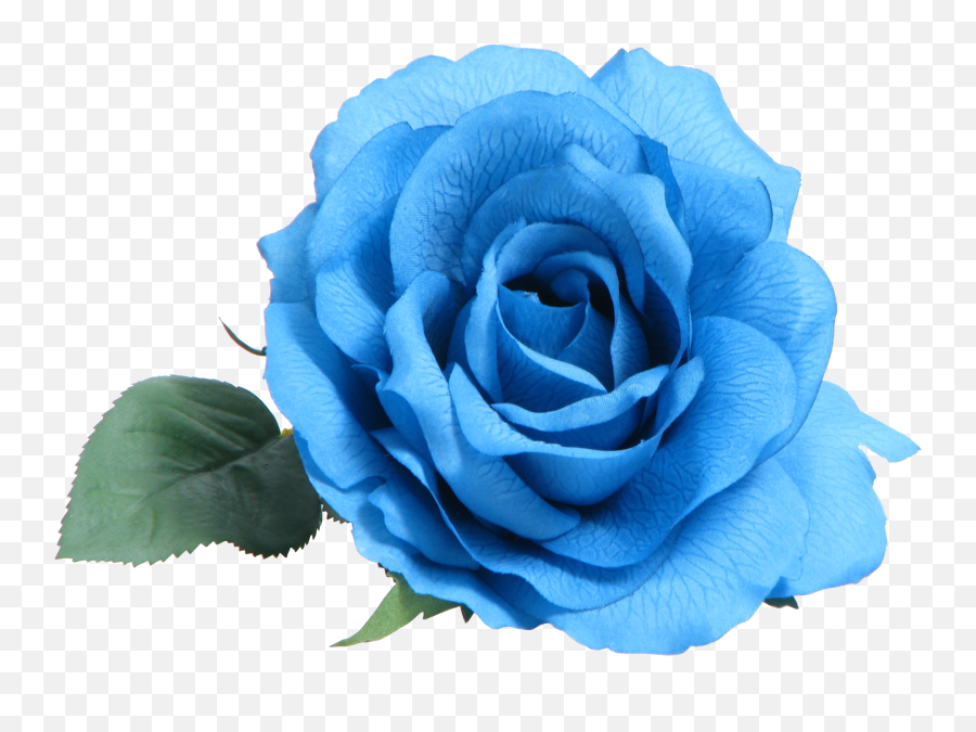 Blue Rose Clip Art - White Roses Png Dow 1261148 Png Transparent Blue Flower Png,White Roses Png