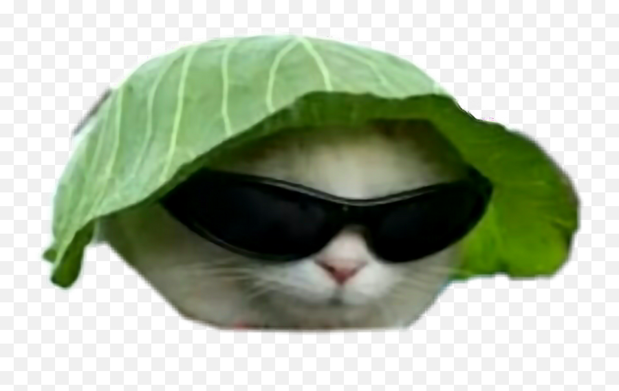 Download Big Gay Memes Dankmemes Dankmeme Idubbbz Fuckyou - Cabbage Cat Png,Funny Cat Png