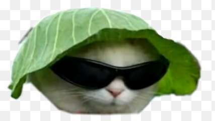 Download Big Gay Memes Dankmemes Dankmeme Idubbbz Fuckyou - Cabbage Cat Png,Funny Cat Png