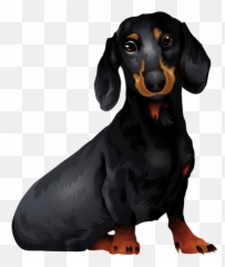 Tshirt - Dachshund Vector Png,Dachshund Png