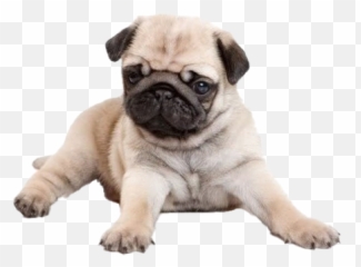Pug Png Image - Pug Puppies,Pug Png