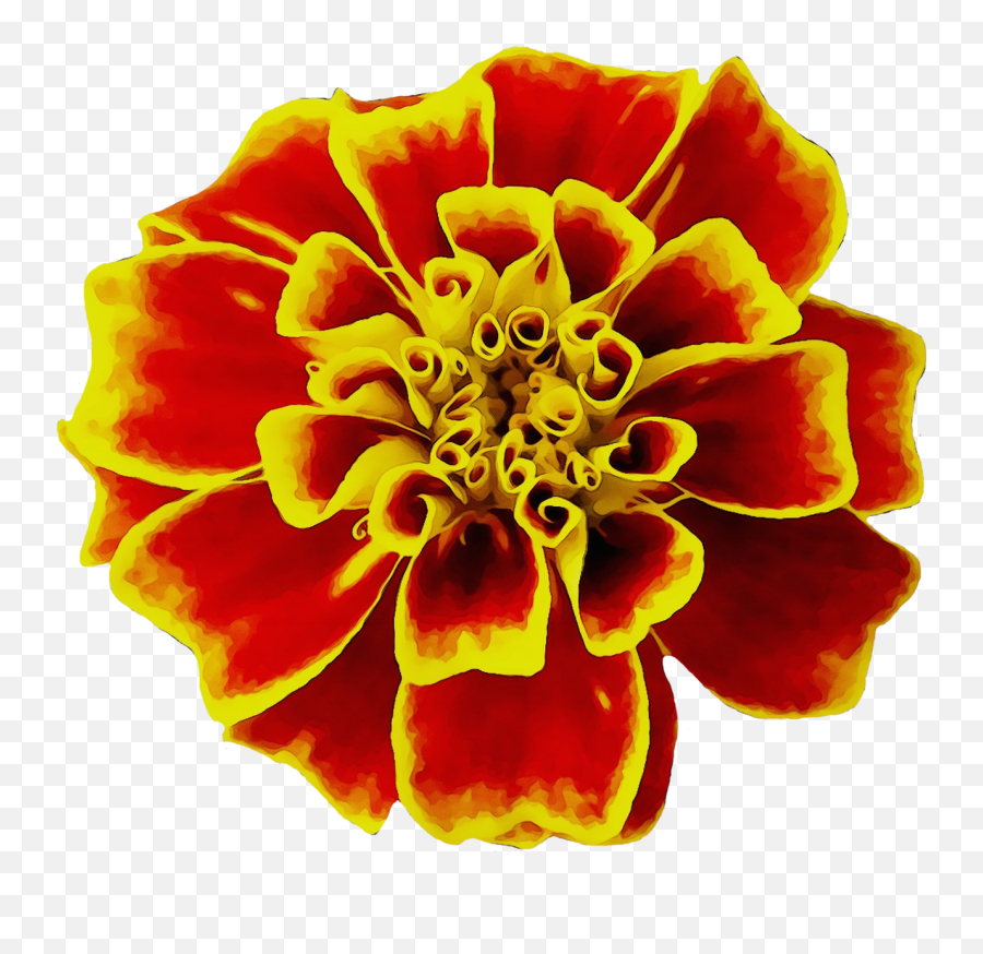 Mexican Marigold Flower Seed Image - Marigold Png,Mexican Flowers Png