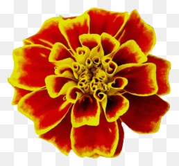 Mexican Marigold Flower Seed Image - Marigold Png,Mexican Flowers Png