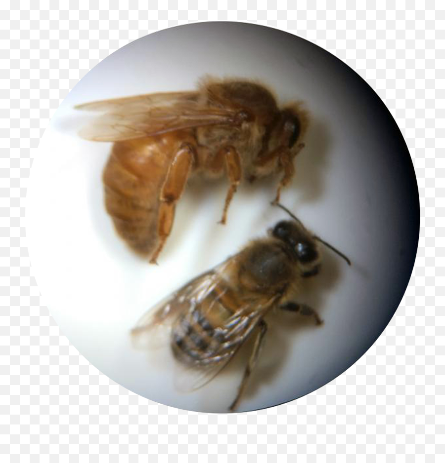 Bee Clipart - Honeybee Png,Bee Png