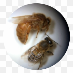 Bee Clipart - Honeybee Png,Bee Png