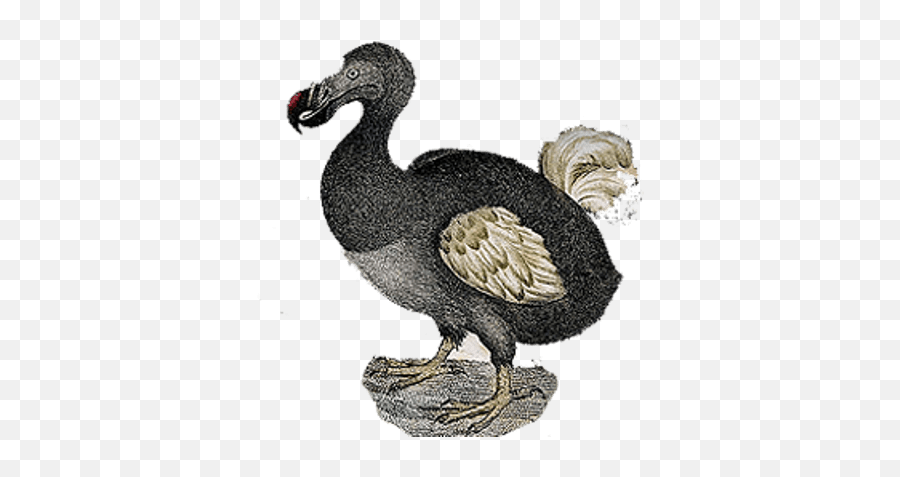 Download Hd Dodo Vintage - Dodo Bird No Background Dodo Png,Bird Transparent Background