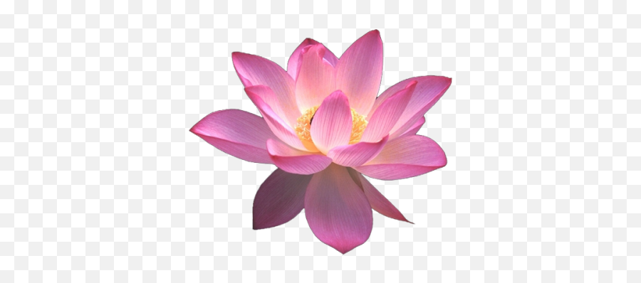 Transparent Clipart Image Flower Lotus Png