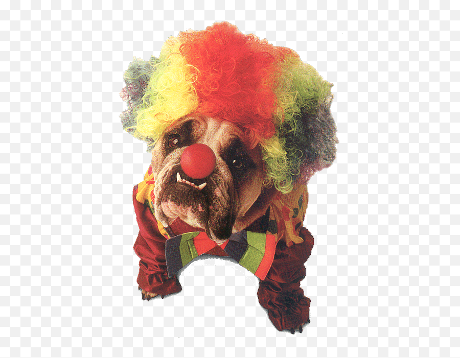 World Animal Beauti And Funny Dog Halloween Costumes - Clown Dog Png,Clown Wig Transparent