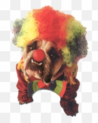World Animal Beauti And Funny Dog Halloween Costumes - Clown png