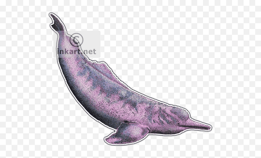 Amazon River Dolphin Decal - Amazon River Dolphin No Background Png,Dolphin Transparent Background
