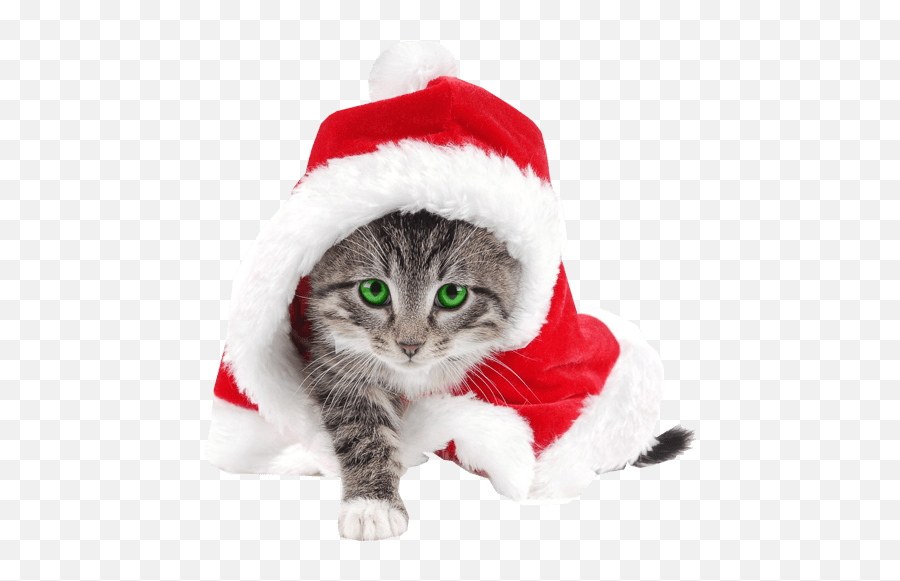 Santa Hat Cat Clipart Images Gallery For 951154 - Png Cat Wearing Christmas Hat,Cat Clipart Transparent