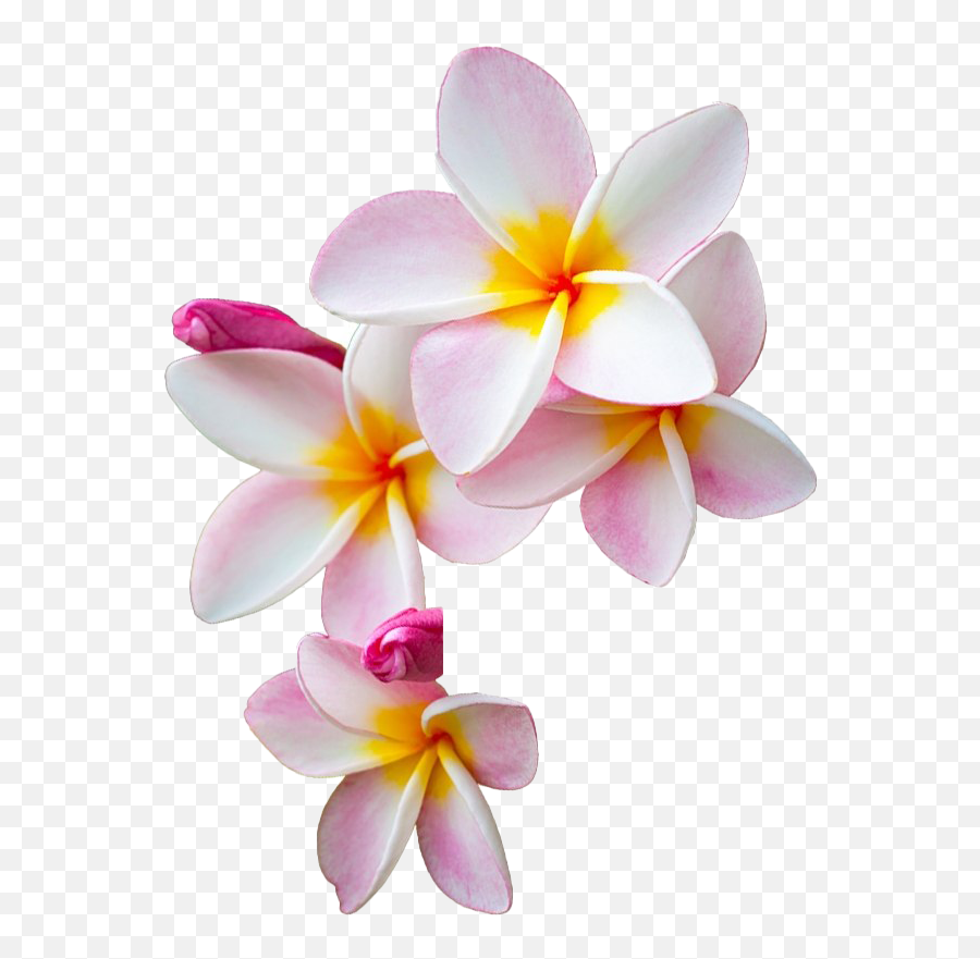 Frangipani Flower Png Image All - Frangipani Png,Png Pictures