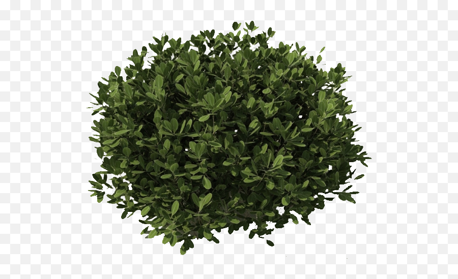 Bush Png Transparent Free Images - Shrub Png Top View,Shrub Transparent Background