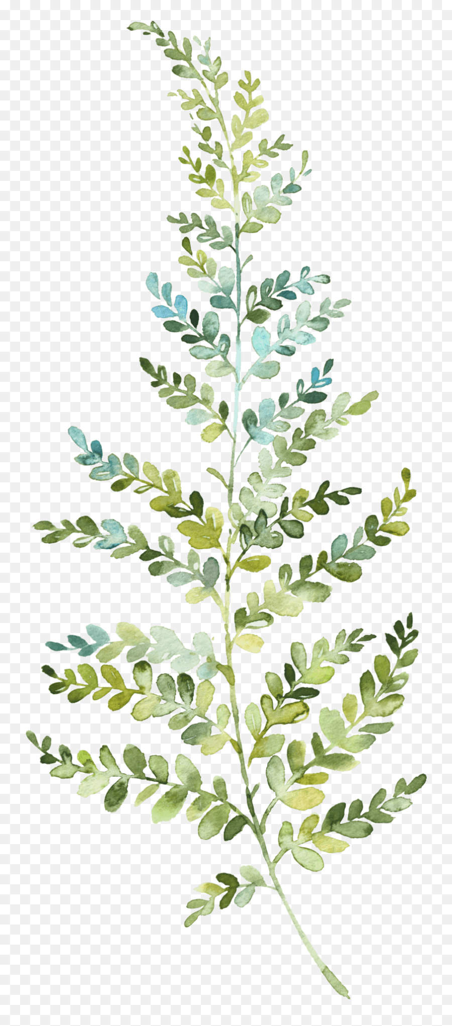 Hand Painted Leaf Wallpaper Page 6 - Line17qqcom Phyllanthaceae Png,Watercolor Leaf Png