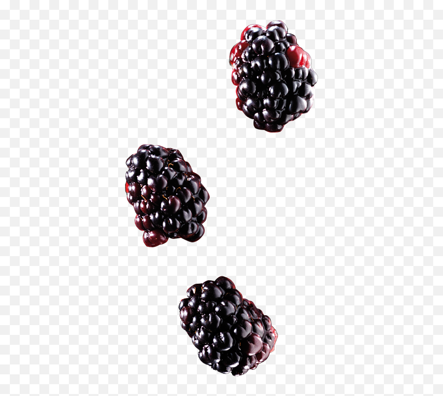 Ponthier Fruits - Blackberry Origin Serbia Blackberry Png,Blackberries Png