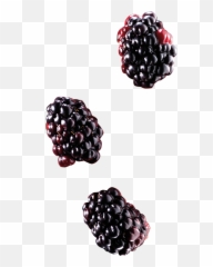 Ponthier Fruits - Blackberry Origin Serbia Blackberry Png,Blackberries Png