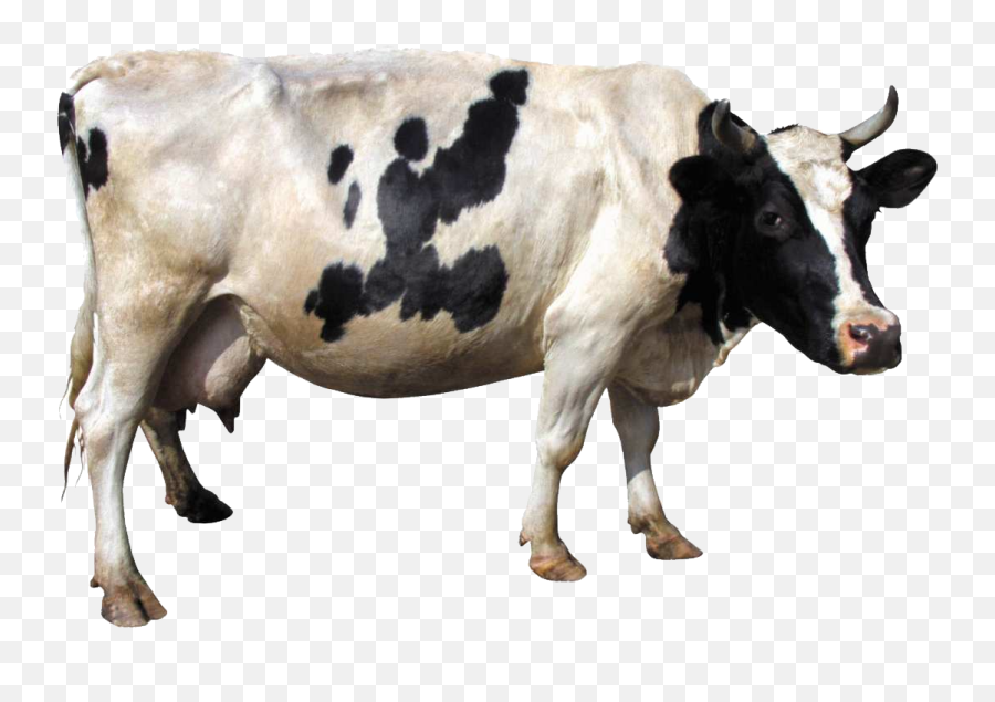 Cow Png 8 - Cow Transparent Png,Cattle Png