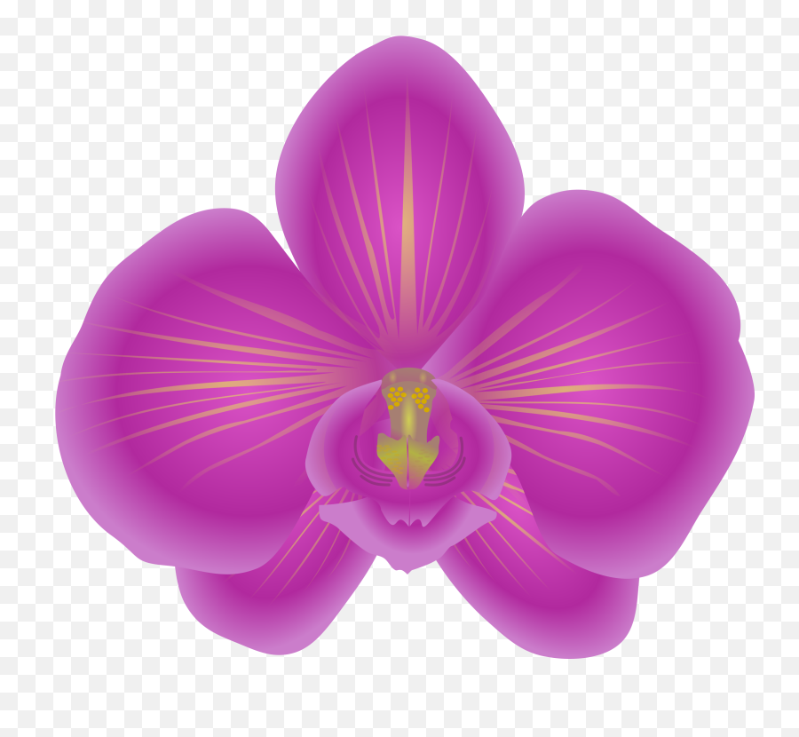 Orchid Clipart High Re Png Orchids