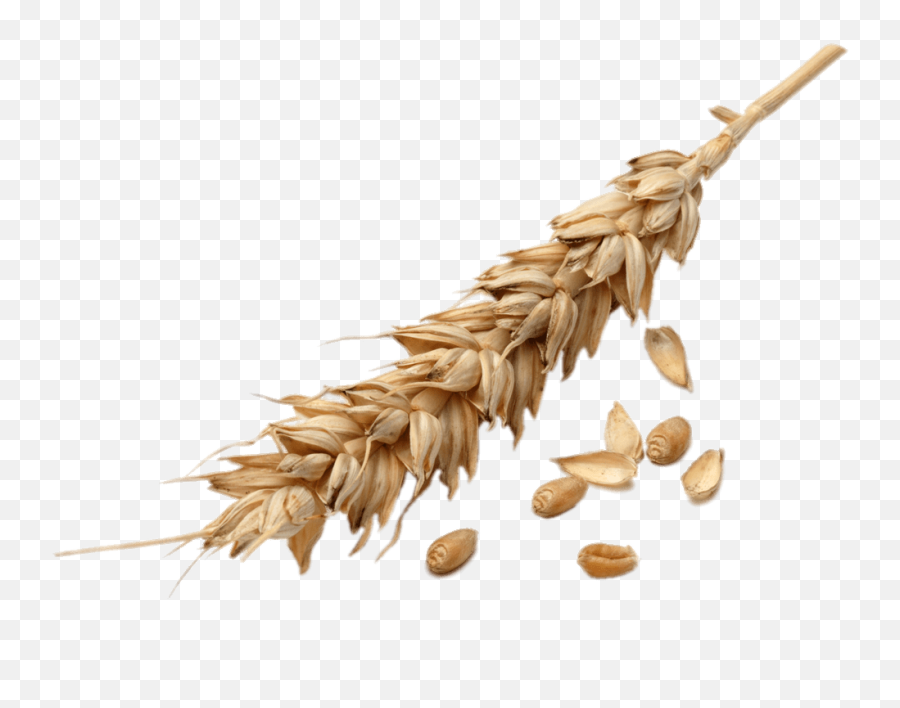 Wheat Grains Transparent Png - Wheat Grains Png,Grains Png