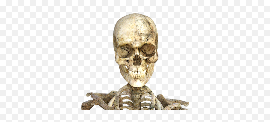 Free Skeletons Skull Illustrations - Real Skeleton Png,Spooky Skeleton Transparent