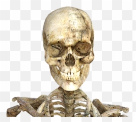 Free Skeletons Skull Illustrations - Real Png