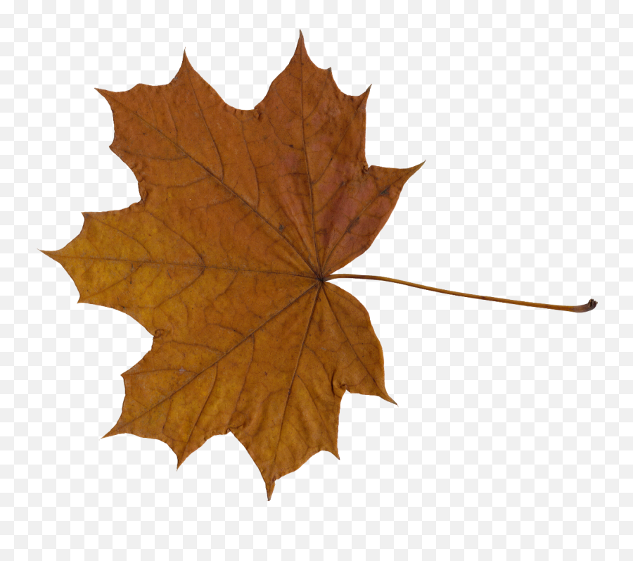10 Maple Leaves Png Transparent Onlygfxcom - Brown Maple Leaf Png,Fall Frame Png
