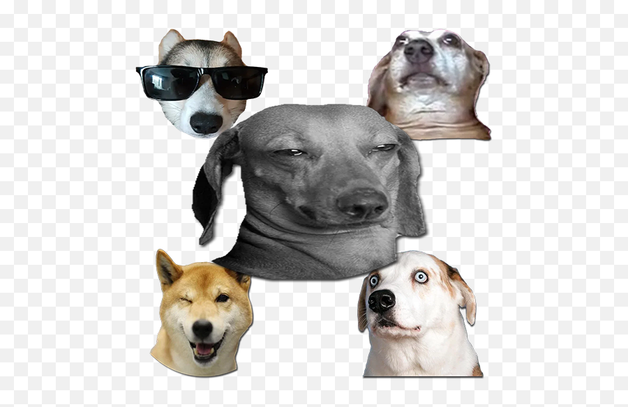 Dog Memes Stickers Png Fimbo Icon Pack For Android