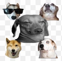 Dog Memes Stickers Png