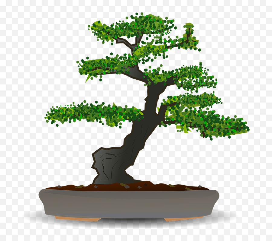 Bonsai Tree Dwarf - Bonsai Tree Vector Png,Bonsai Tree Png
