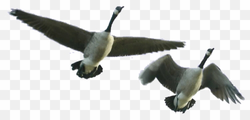 Heartlandoutdoors - Lemon Party Png,Goose Transparent